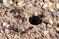 Iridomyrmex purpureus