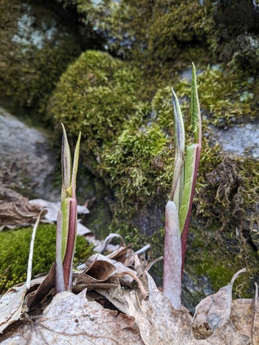 Arisaema triphyllum