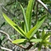 Euphorbia antso - Photo (c) Solofo Eric Rakotoarisoa, some rights reserved (CC BY-NC), uploaded by Solofo Eric Rakotoarisoa