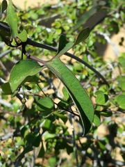 Aristolochia albida image