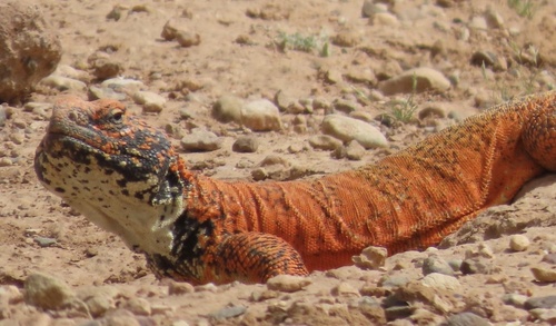 Moroccan Spiny-tailed Lizard, Uromastyx nigriventris