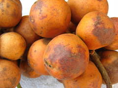 Baccaurea macrocarpa