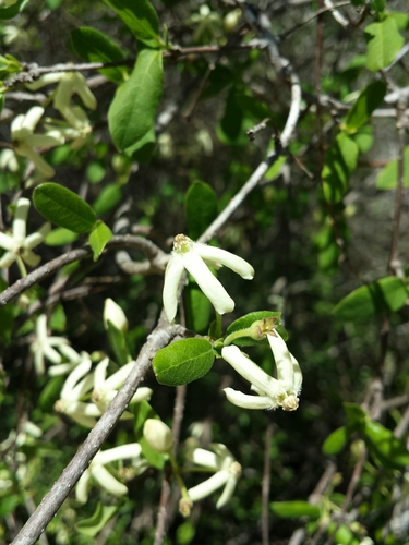 Pentopetia ovalifolia image