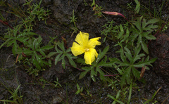 Distimake rhyncorhiza