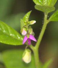 Polygala persicariifolia