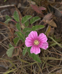 Monsonia senegalensis