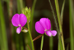 Desmodiastrum belgaumense