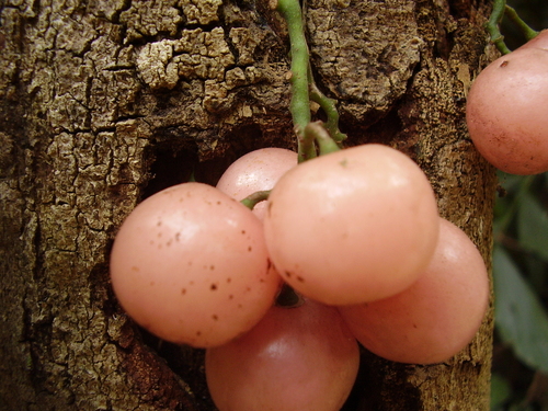 Cayratia mollissima, photograph 4