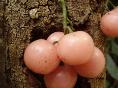 Cayratia mollissima, photograph (c) Ong Jyh Seng, some rights reserved (CC BY-SA)