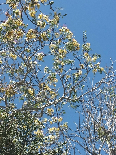 Delonix decaryi
