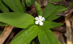 Catharanthus pusillus