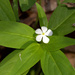 Catharanthus pusillus - Photo 由 Mayuresh Kulkarni 所上傳的 (c) Mayuresh Kulkarni，保留部份權利CC BY-NC