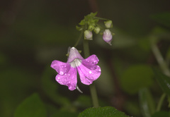 Impatiens acaulis