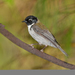 Black-headed Honeyeater - Photo (c) kate_pimelea, some rights reserved (CC BY-NC)
