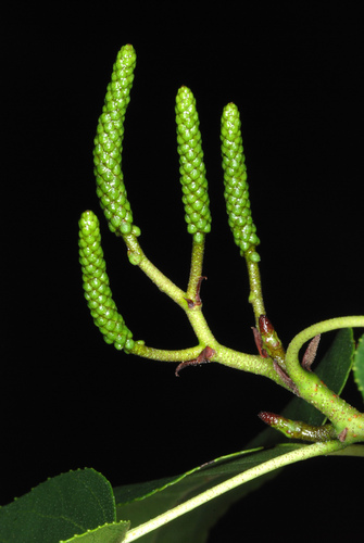 Italian alder