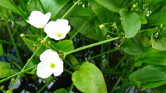 Echinodorus palifolius