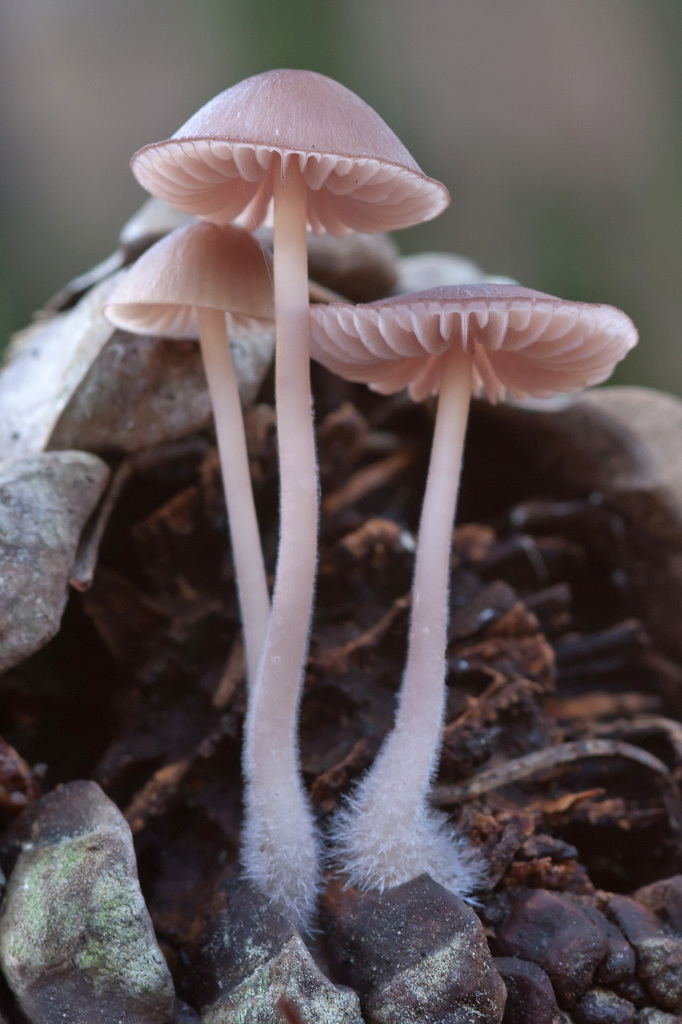 Mycena seynii