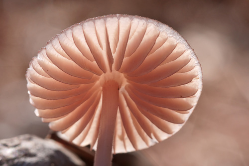 Mycena seynii