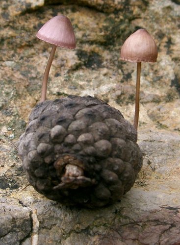 Mycena seynii