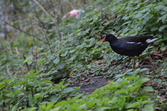Gallinula chloropus