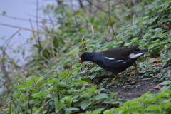 Gallinula chloropus