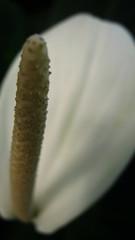 Spathiphyllum cannifolium
