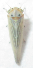 Agalliini