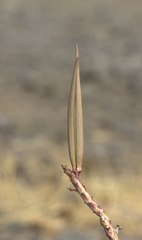 Caralluma adscendens
