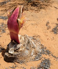 Boophone haemanthoides