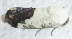 Acontia discoidea