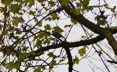 Cyanistes caeruleus