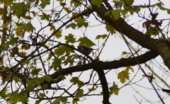 Cyanistes caeruleus