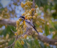 Spindalis zena benedicti