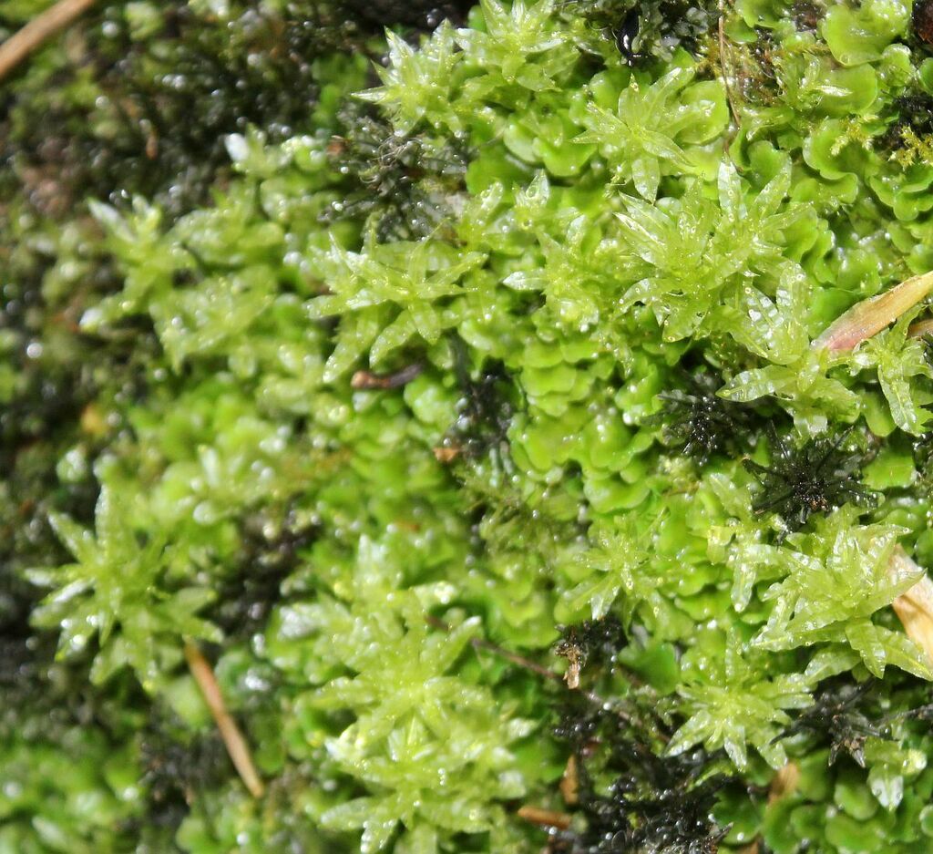 Palm-tree Moss from Saltwells NNR, Dudley, UK on April 30, 2023 at 04: ...