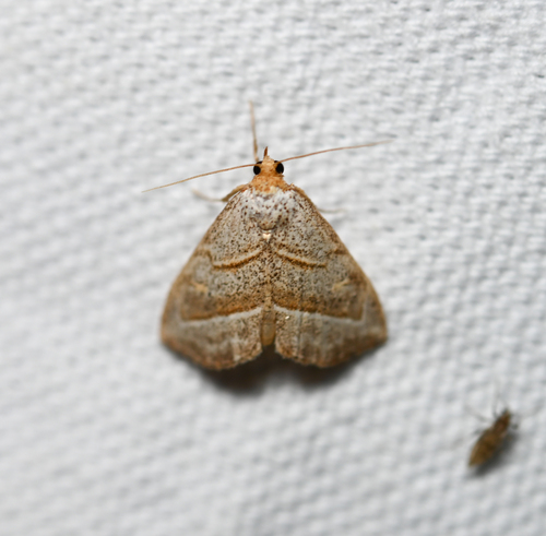Oxycilla mitographa photo 2