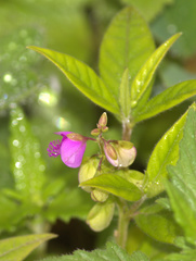Polygala persicariifolia