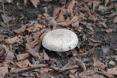 Fungi