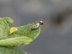 Epinotia subocellana