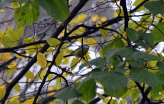 Cyanistes caeruleus