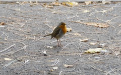 Erithacus rubecula