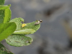 Epinotia subocellana