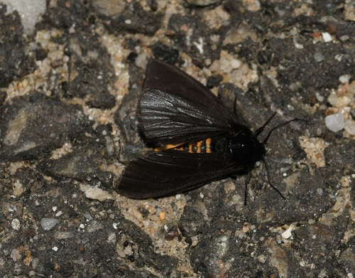 Epatolmis luctifera