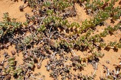 Cephalophyllum framesii