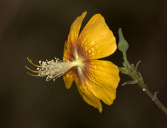 Abutilon persicum