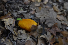 Calvatia rugosa