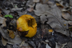 Calvatia rugosa