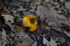 Calvatia rugosa