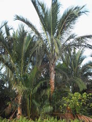 Metroxylon sagu