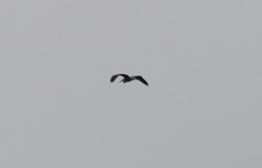 Ardea cinerea