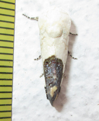 Acontia discoidea